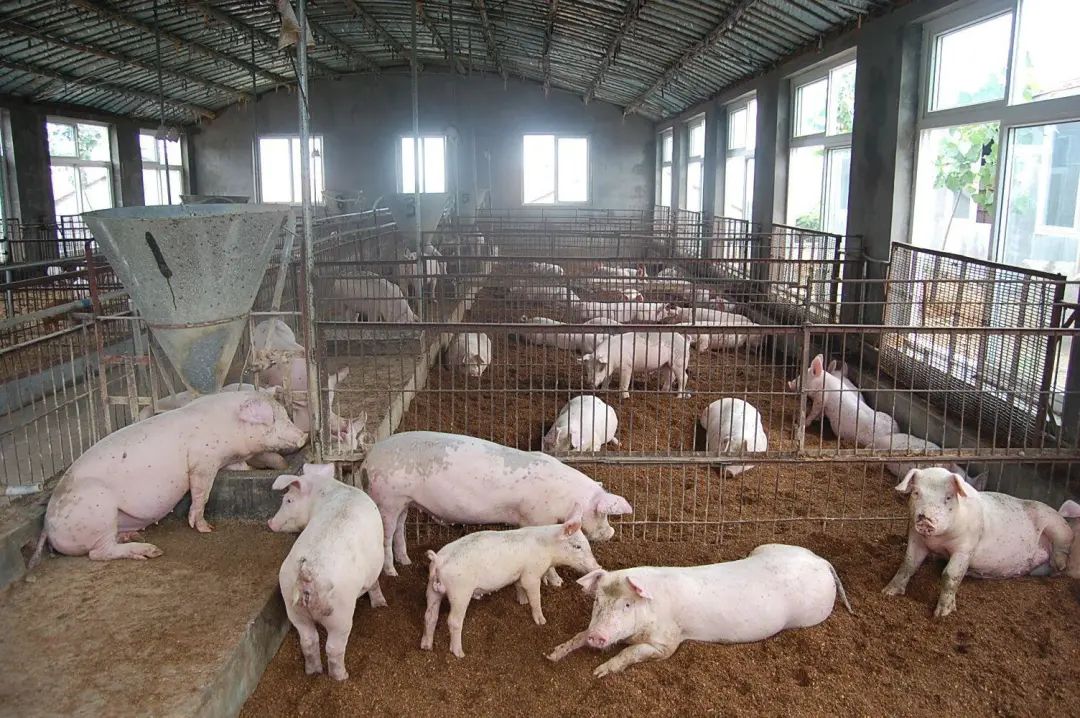 動物無害化處理廠，惡臭異味危害大，<a href='/' style='color: blue;' target='_blank'>工業(yè)除臭劑</a>起作用！.jpg