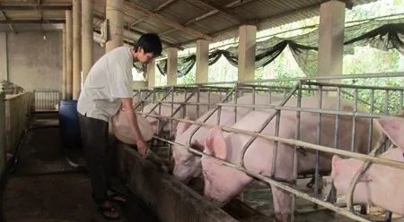 養(yǎng)殖場臭味難治理？潔匠凈化幫您輕松解決！.jpg